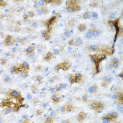 Nucleolin (NCL) Antibody