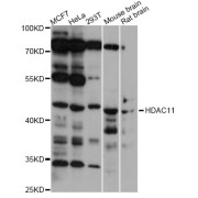 Western blot analysis of extracts of various cell lines, using HDAC11 antibody (abx006810) at 1/1000 dilution.