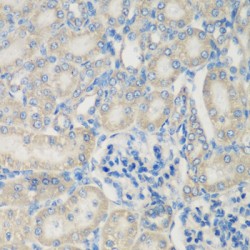 Complement C3 (C3) Antibody