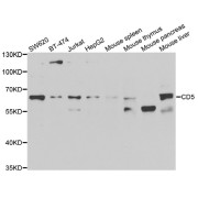 Western blot analysis of extracts of various cell lines, using CD5 antibody (abx006847) at 1/1000 dilution.