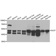 Western blot analysis of extracts of various cell lines, using DLST antibody (abx006852) at 1/1000 dilution.