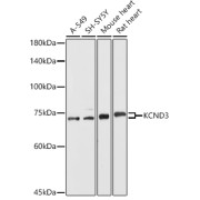 Western blot analysis of extracts of various cell lines, using KCND3 antibody (1/500 dilution).