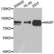 Western blot analysis of extracts of various cell lines, using NASP antibody (abx006861) at 1/1000 dilution.