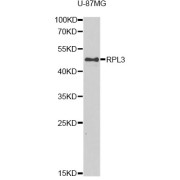 Western blot analysis of extracts of U-87MG cells, using RPL3 antibody (abx006868) at 1/1000 dilution.