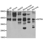 Western blot analysis of extracts of various cell lines, using SSTR4 antibody (abx006872) at 1/1000 dilution.