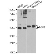 Western blot analysis of extracts of various cell lines, using DAP3 Antibody (abx006875) at 1/1000 dilution.