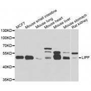 Western blot analysis of extracts of various cell lines, using LIPF antibody (abx006876) at 1/1000 dilution.
