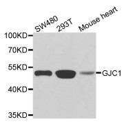 Western blot analysis of extracts of various cell lines, using GJC1 antibody (abx006881) at 1/1000 dilution.