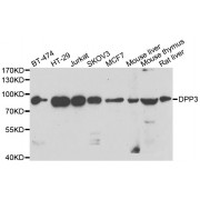 Western blot analysis of extracts of various cell lines, using DPP3 antibody (abx006882) at 1/1000 dilution.