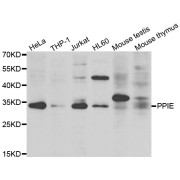 Western blot analysis of extracts of various cell lines, using PPIE antibody (abx006883) at 1/1000 dilution.