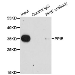 Peptidylprolyl Isomerase E / CYPE (PPIE) Antibody