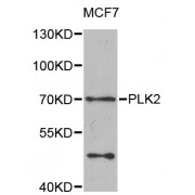 Western blot analysis of extracts of MCF-7 cells, using PLK2 antibody (abx006885) at 1/1000 dilution.