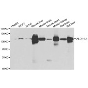 Western blot analysis of extracts of various cell lines, using ALDH1L1 antibody (abx006886) at 1/1000 dilution.