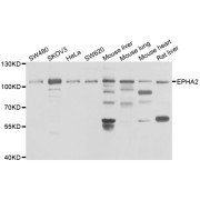 Western blot analysis of extracts of various cell lines, using EPHA2 antibody (abx006910) at 1/1000 dilution.