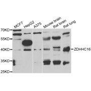 Western blot analysis of extracts of various cell lines, using ZDHHC16 antibody (abx006912) at 1/1000 dilution.