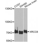 Western blot analysis of extracts of various cell lines, using XRCC6 antibody (abx006915) at 1/1000 dilution.