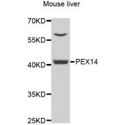 Western blot analysis of extracts of mouse liver, using PEX14 antibody (abx006919) at 1/1000 dilution.