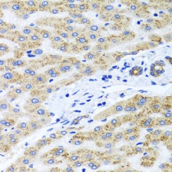 Peroxisomal Biogenesis Factor 14 (PEX14) Antibody