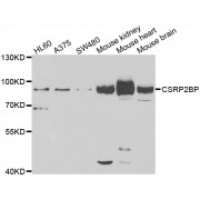 Western blot analysis of extracts of various cell lines, using CSRP2BP antibody (abx006935) at 1/1000 dilution.
