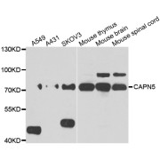 Western blot analysis of extracts of various cell lines, using CAPN5 antibody (abx006946) at 1/1000 dilution.