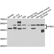 Western blot analysis of extracts of various cell lines, using IFRD1 antibody (abx006953) at 1/1000 dilution.