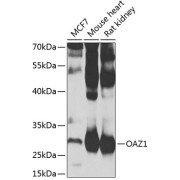 Western blot analysis of extracts of various cell lines, using OAZ1 antibody (1/1000 dilution).