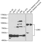 Western blot analysis of extracts of various cell lines using LDB3 antibody (1/1000 dilution).