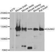 Western blot analysis of extracts of various cell lines, using DAAM2 antibody (abx006970) at 1/1000 dilution.