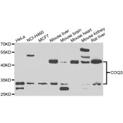 Western blot analysis of extracts of various cell lines, using COQ3 antibody (abx006975) at 1/1000 dilution.