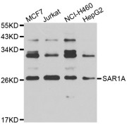 Western blot analysis of extracts of various cell lines, using SAR1A antibody (abx006980) at 1/1000 dilution.