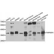 Western blot analysis of extracts of various cell lines, using TNFRSF4 antibody (abx006996) at 1/1000 dilution.