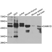 Western blot analysis of extracts of various cell lines, using CAMK1D antibody (abx007005) at 1/1000 dilution.