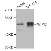 Western blot analysis of extracts of various cell lines, using WIPI2 antibody (abx007018) at 1/1000 dilution.