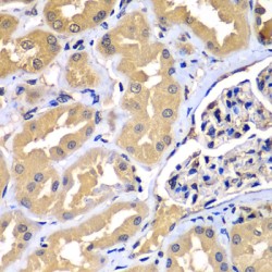 WD Repeat Domain Phosphoinositide-Interacting Protein 2 (WIPI2) Antibody