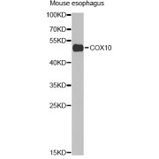 Western blot analysis of extracts of mouse esophagus, using COX10 Antibody (abx007023) at 1/1000 dilution.