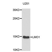 Western blot analysis of extracts of U-251MG cells, using LMO1 antibody (abx007024) at 1/1000 dilution.