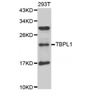 Western blot analysis of extracts of 293T cells, using TBPL1 antibody (abx007028) at 1/1000 dilution.