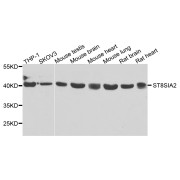 Western blot analysis of extracts of various cell lines, using ST8SIA2 antibody (abx007050) at 1/1000 dilution.