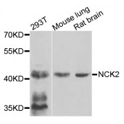 Western blot analysis of extracts of various cell lines, using NCK2 antibody (abx007051) at 1/1000 dilution.