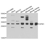 Western blot analysis of extracts of various cell lines, using DPM1 antibody (abx007053) at 1/1000 dilution.