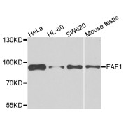 Western blot analysis of extracts of various cell lines, using FAF1 antibody (abx007062) at 1/500 dilution.