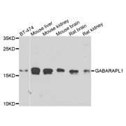 Western blot analysis of extracts of various cell lines, using GABARAPL1 antibody (abx007064) at 1/1000 dilution.