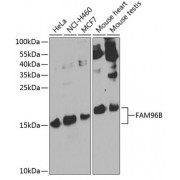Western blot analysis of extracts of various cell lines, using CIAO2B antibody (abx007068) at 1/1000 dilution.