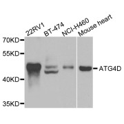 Western blot analysis of extracts of various cell lines, using ATG4D antibody (abx007080) at 1/1000 dilution.