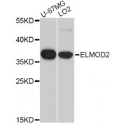 Western blot analysis of extracts of various cell lines, using ELMOD2 antibody (abx007081) at 1/1000 dilution.