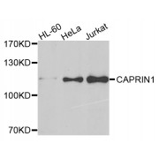 Western blot analysis of extracts of various cell lines, using CAPRIN1 antibody (abx007091) at 1/500 dilution.