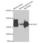 Western blot analysis of extracts of various cell lines, using NCAM1 antibody (abx007092) at 1/1000 dilution.