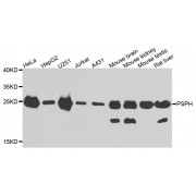Western blot analysis of extracts of various cell lines, using PSPH antibody (abx007094) at 1/1000 dilution.