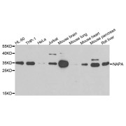 Western blot analysis of extracts of various cell lines, using NAPA antibody (abx007098) at 1/500 dilution.