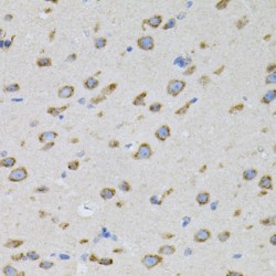 Alpha-Soluble NSF Attachment Protein (NAPA) Antibody